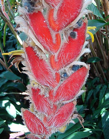 Heliconia danielsiana