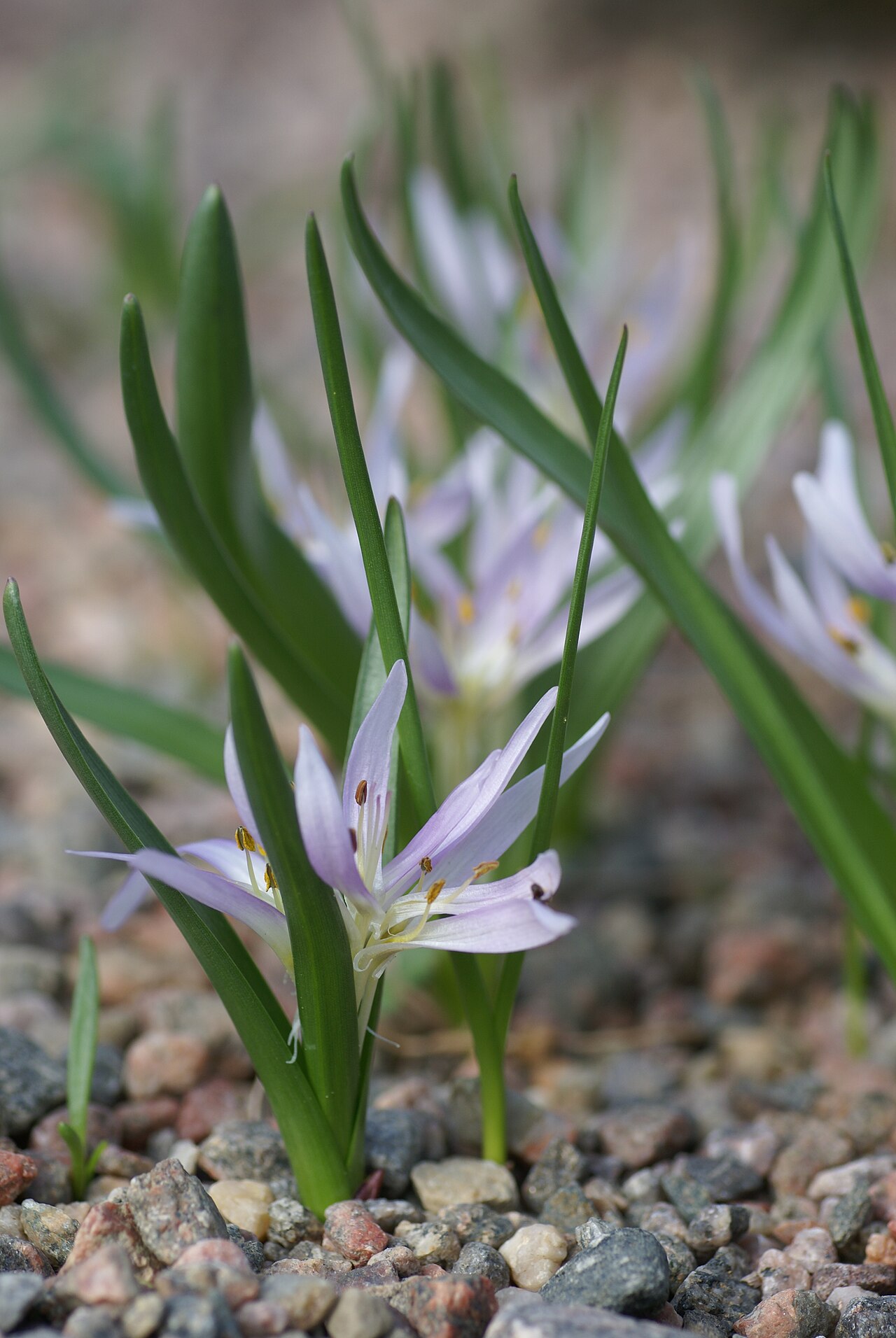 Colchicum soboliferum