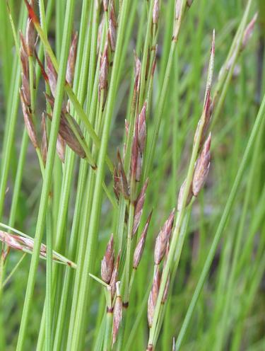 Schoenus schonlandii