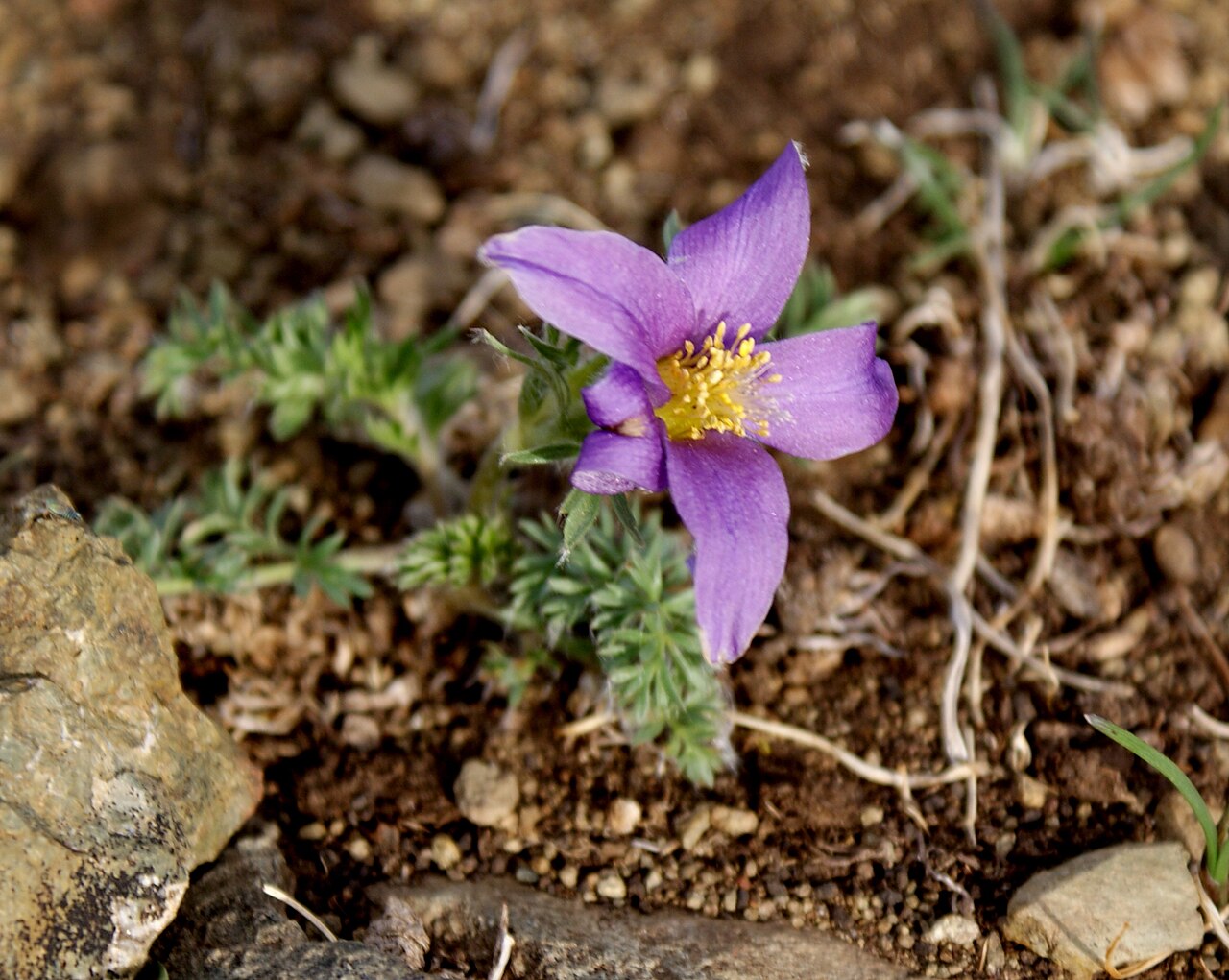 Anemone bungeana