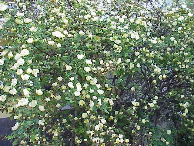 Rosa hugonis
