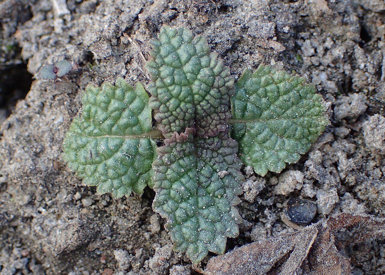 Salvia austriaca