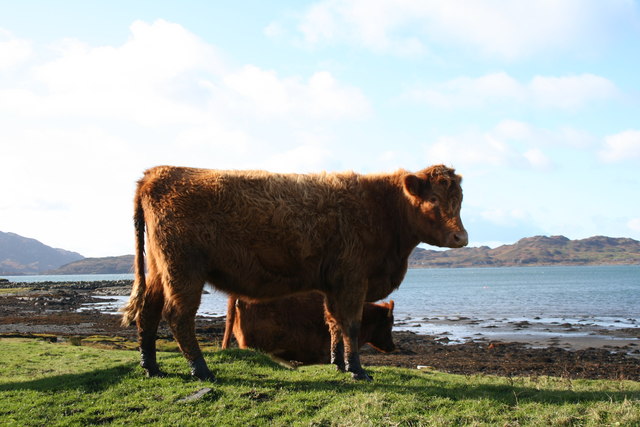 Luing cattle