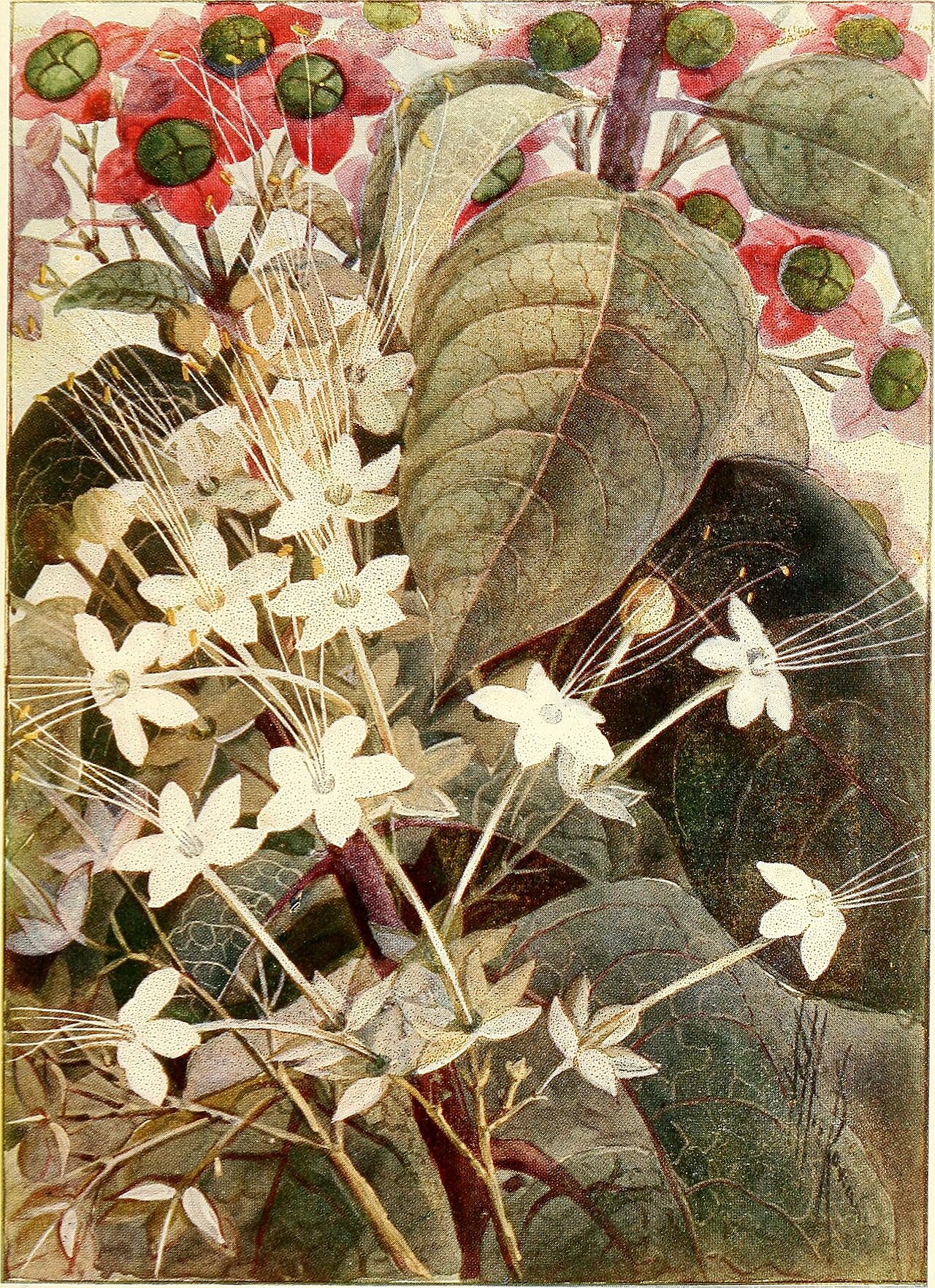 Clerodendrum costatum