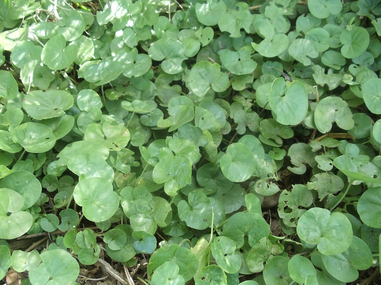 Dichondra microcalyx