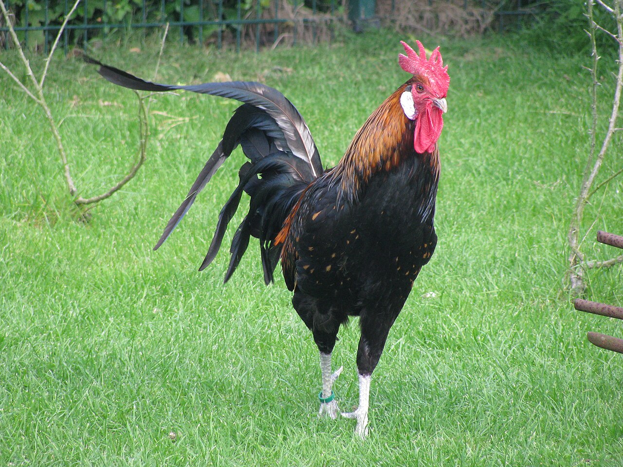 Bergischer Long Crower