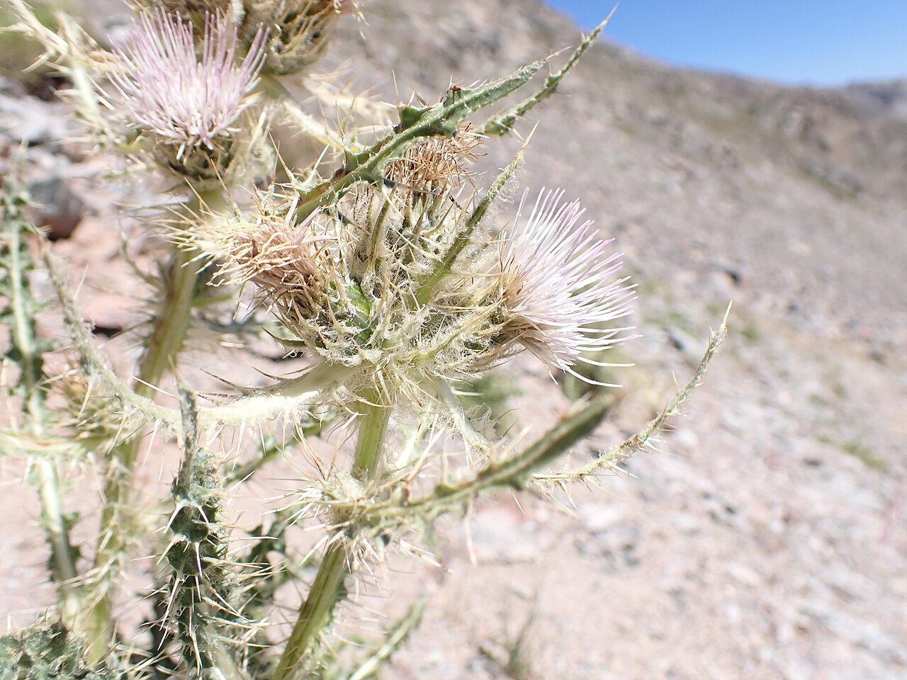 Eaton's thistle or mountaintop thistle