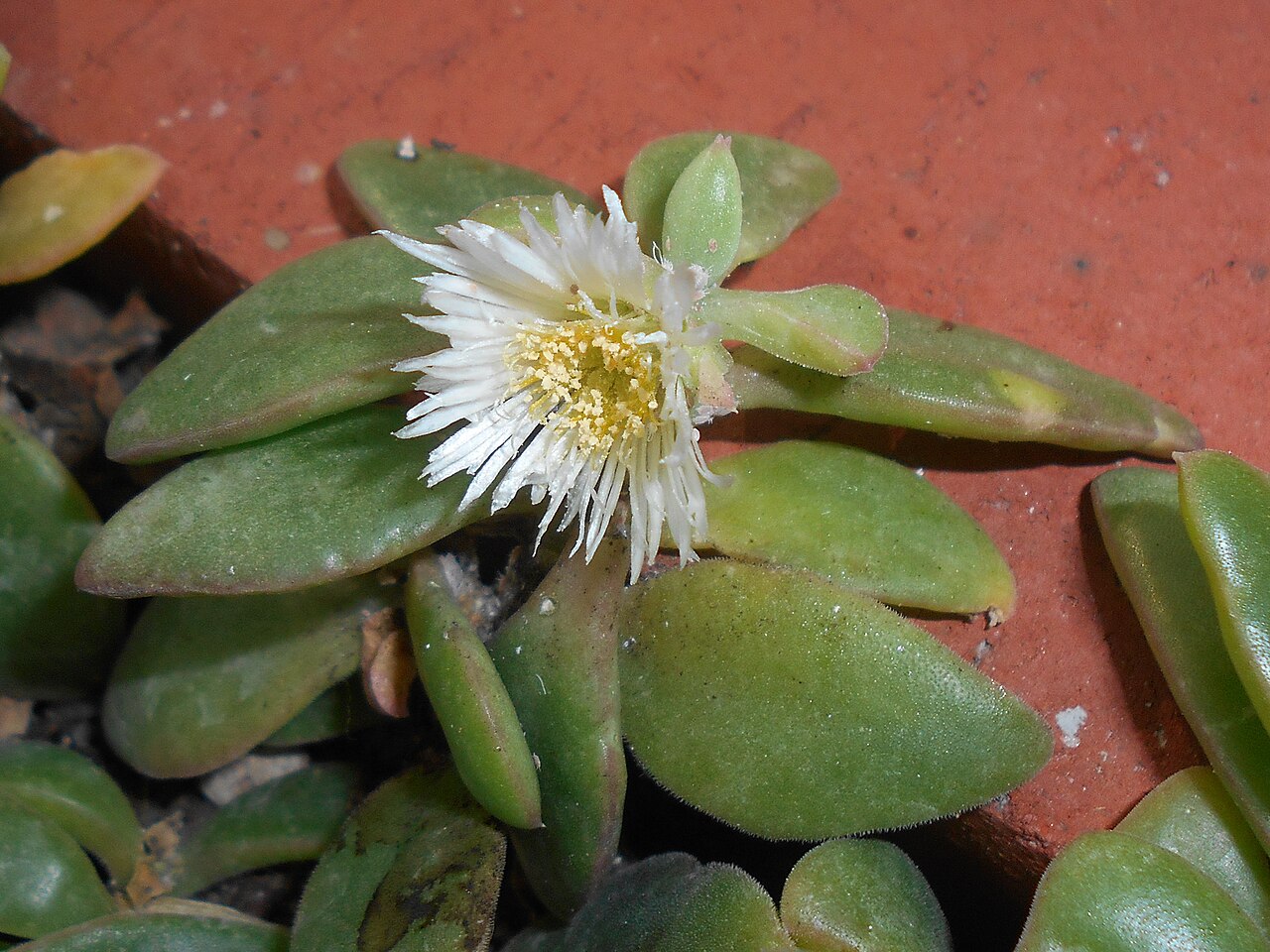 Delosperma tradescantioides