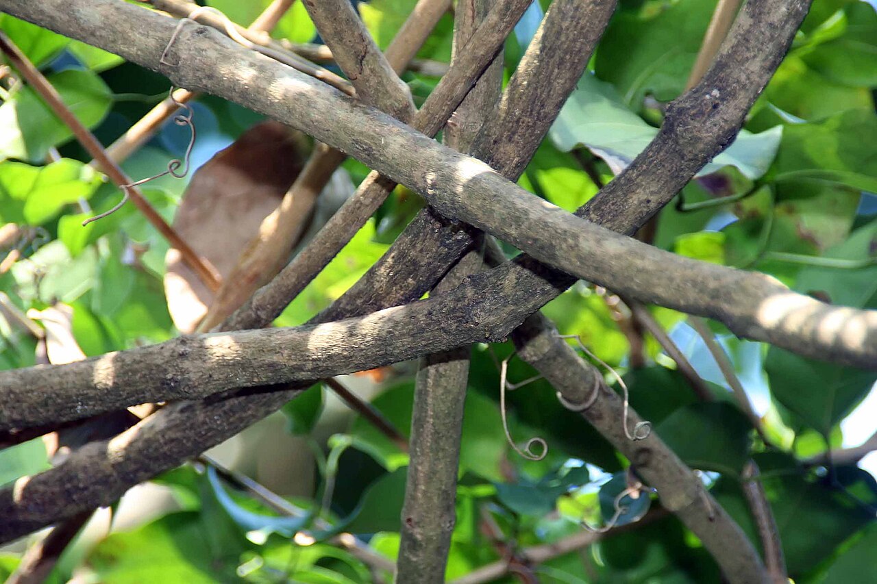 Mansoa verrucifera
