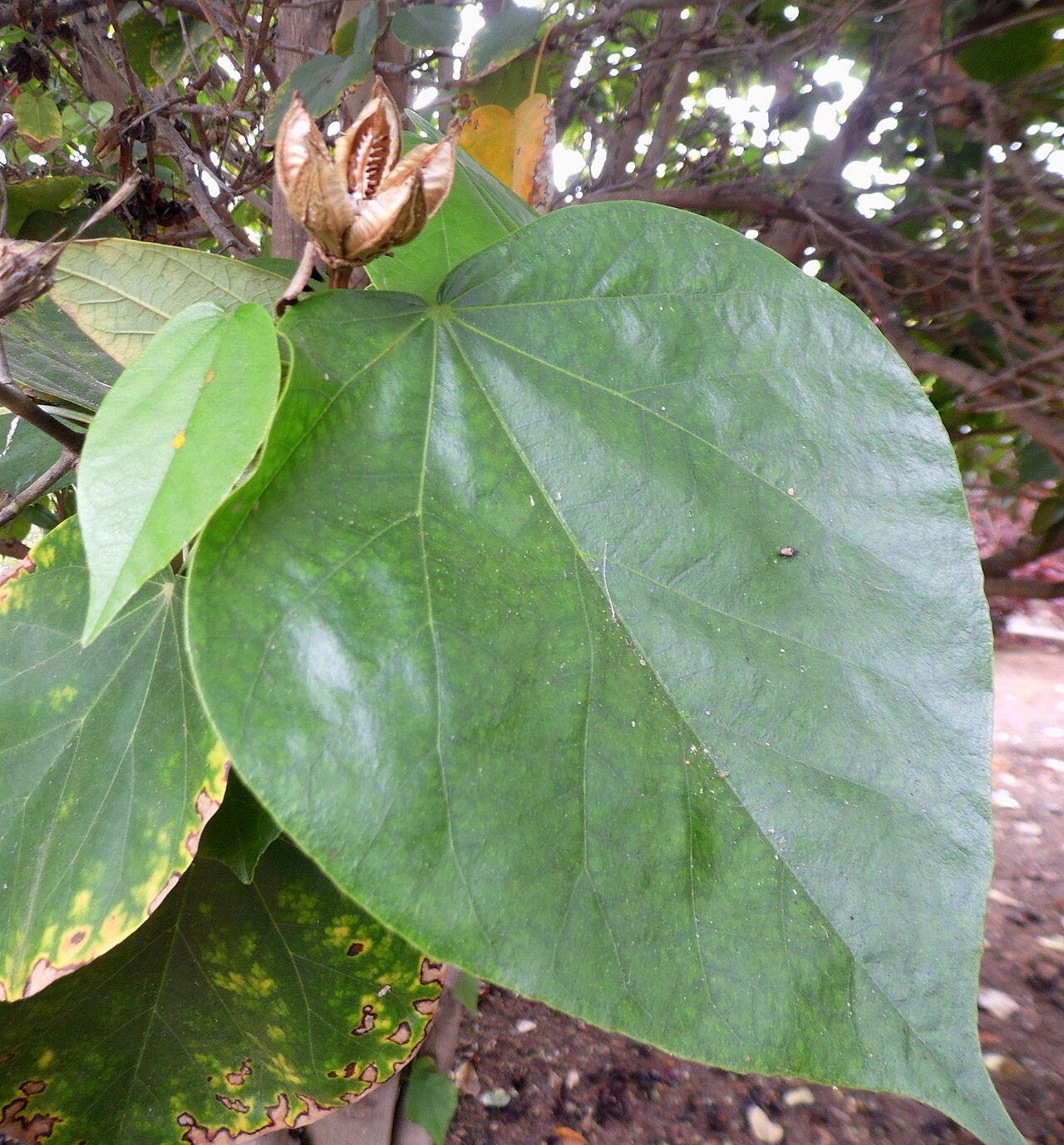 Hibiscus elatus