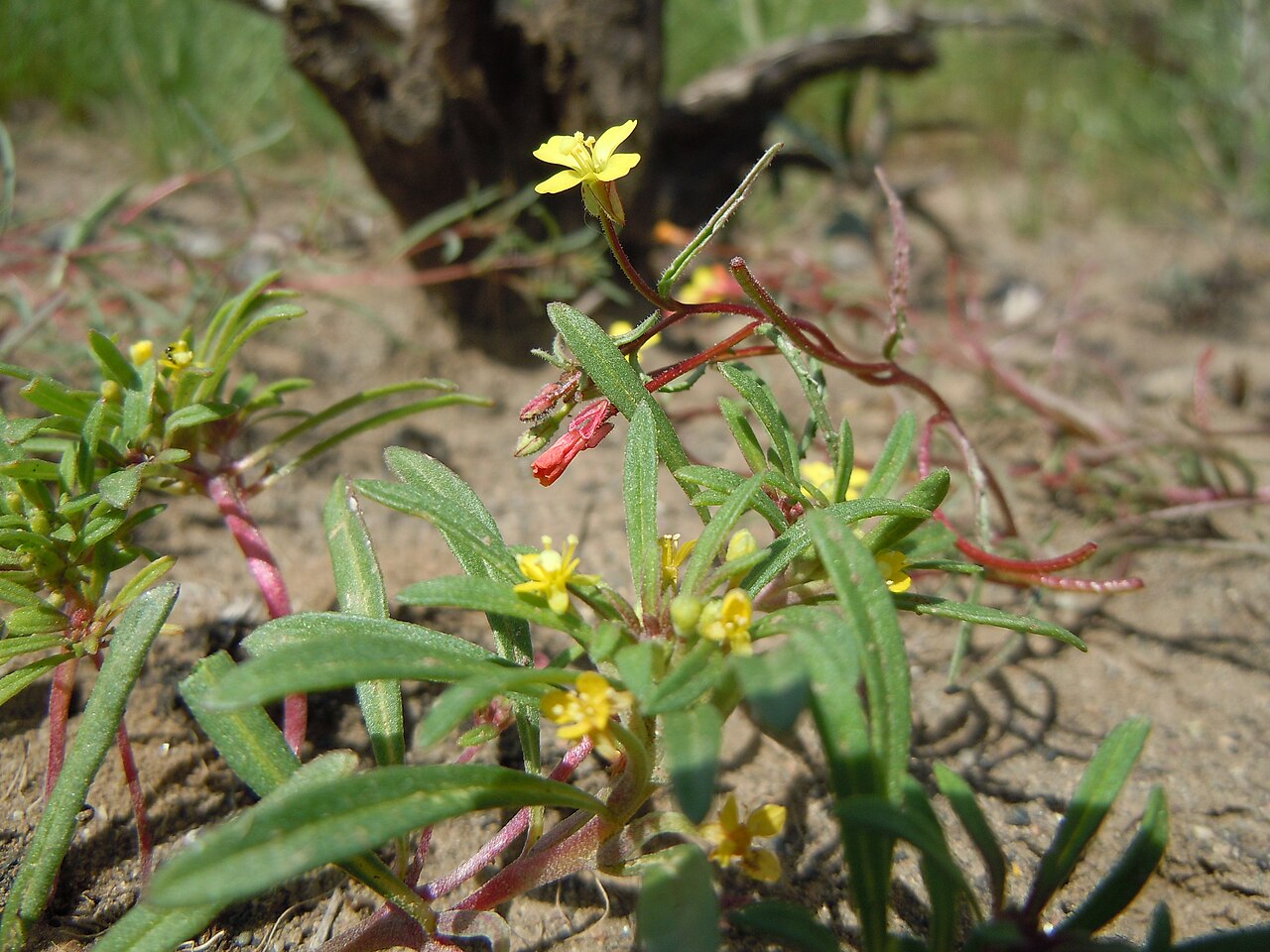 Camissonia parvula