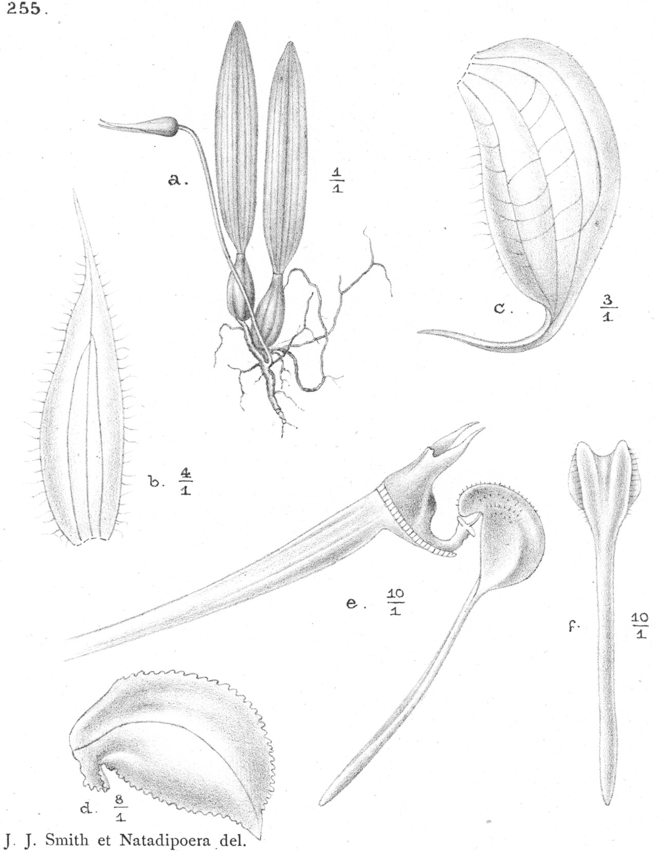 Bulbophyllum falcatocaudatum