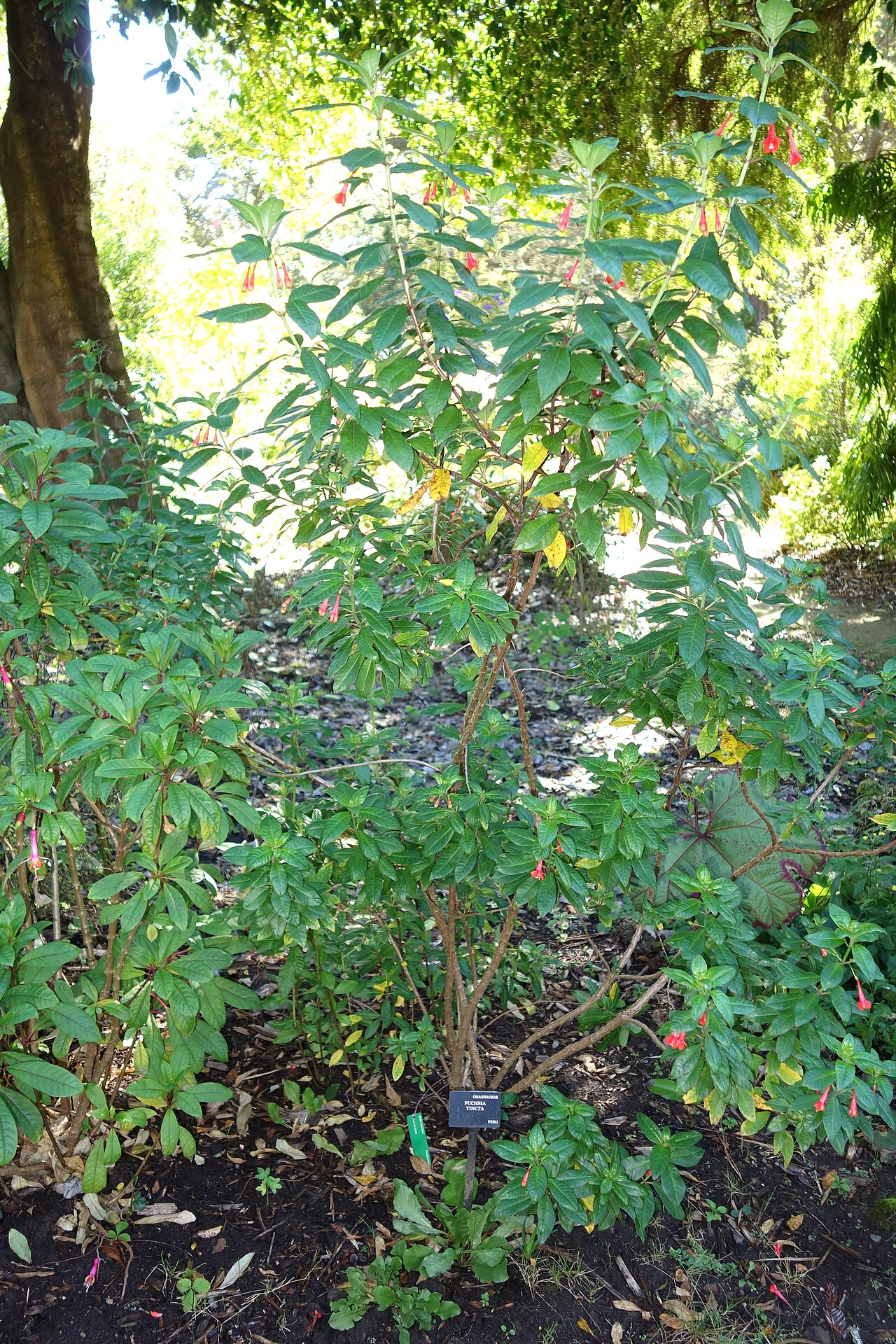 Fuchsia tincta
