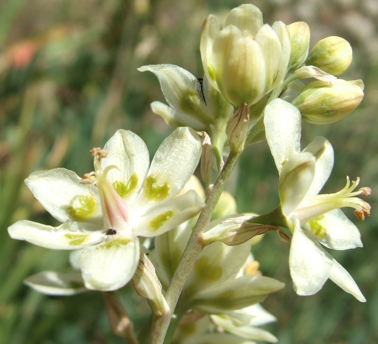 Helonias alpina