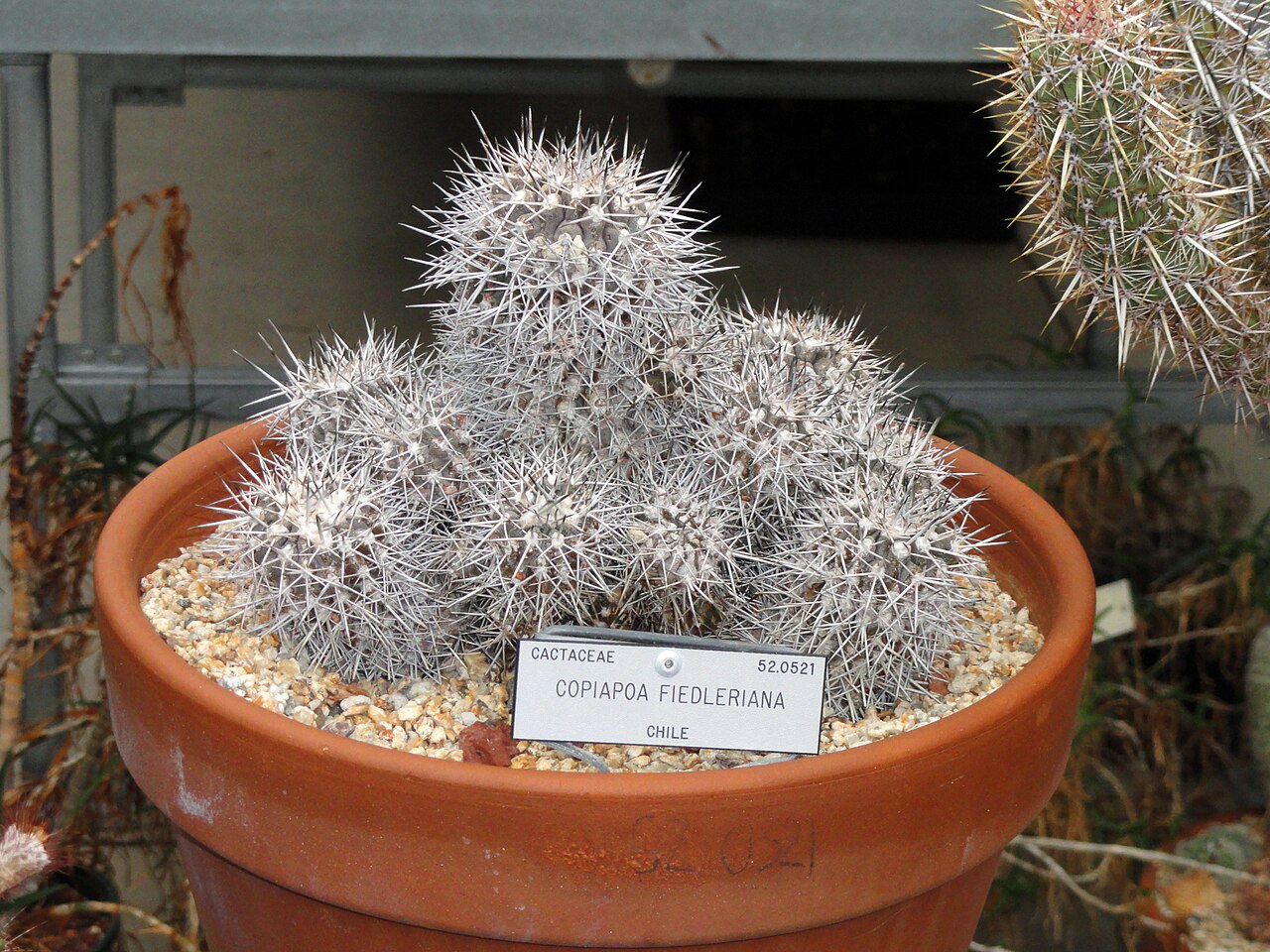 Copiapoa fiedleriana