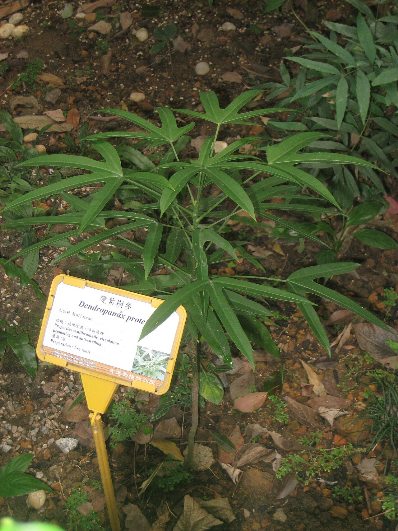 Dendropanax proteus