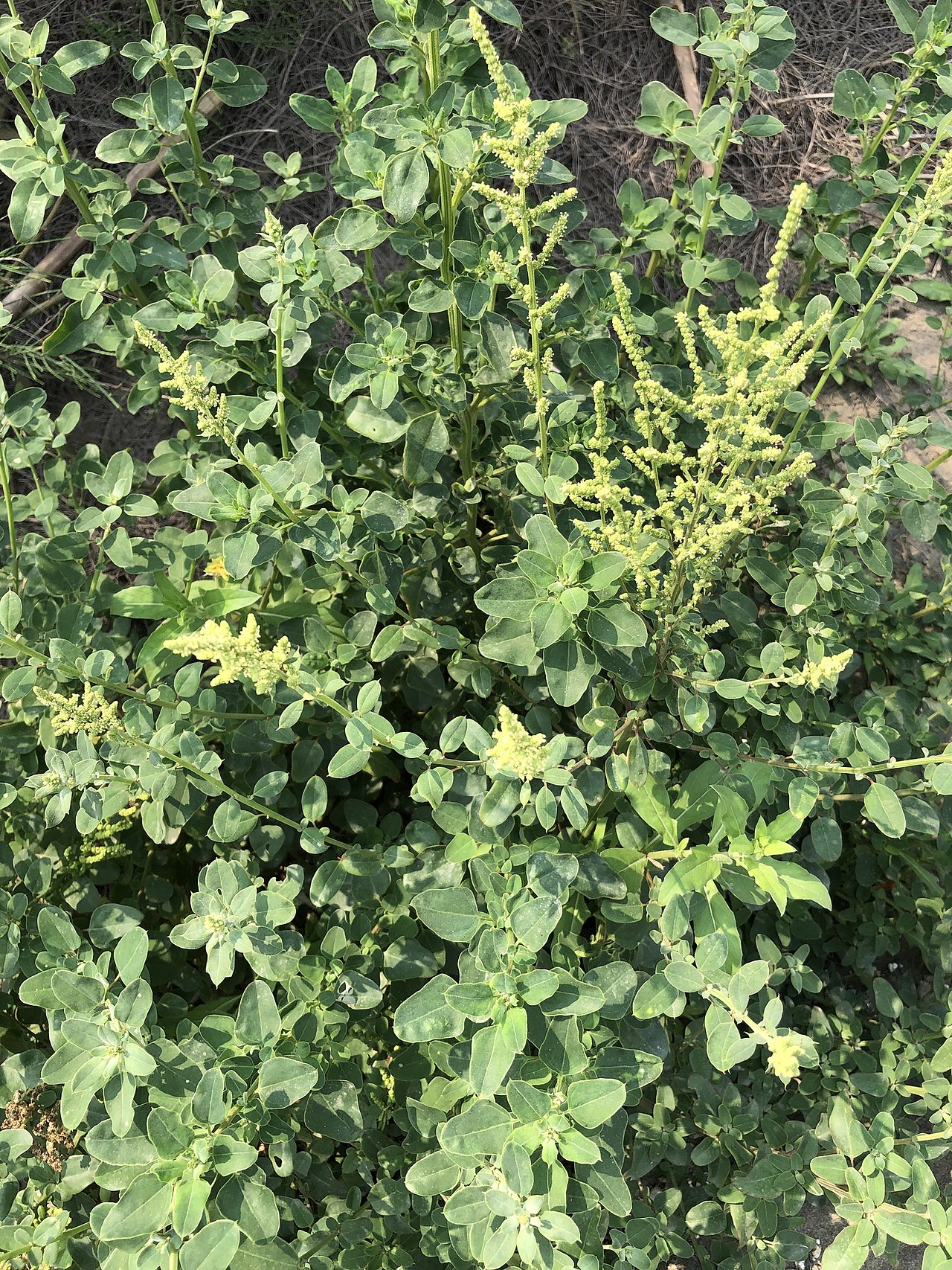 Chenopodium acuminatum