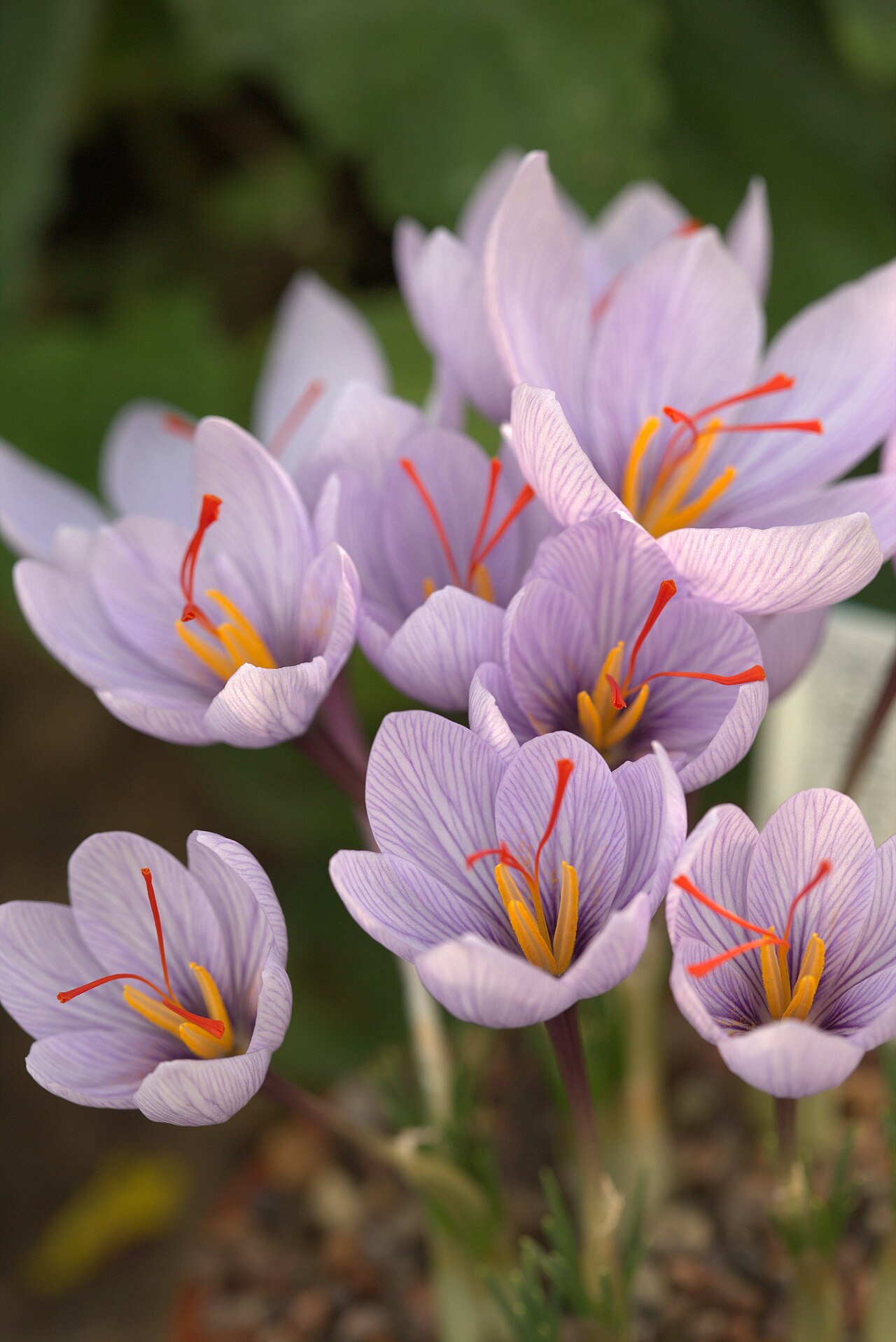 Crocus pallasii