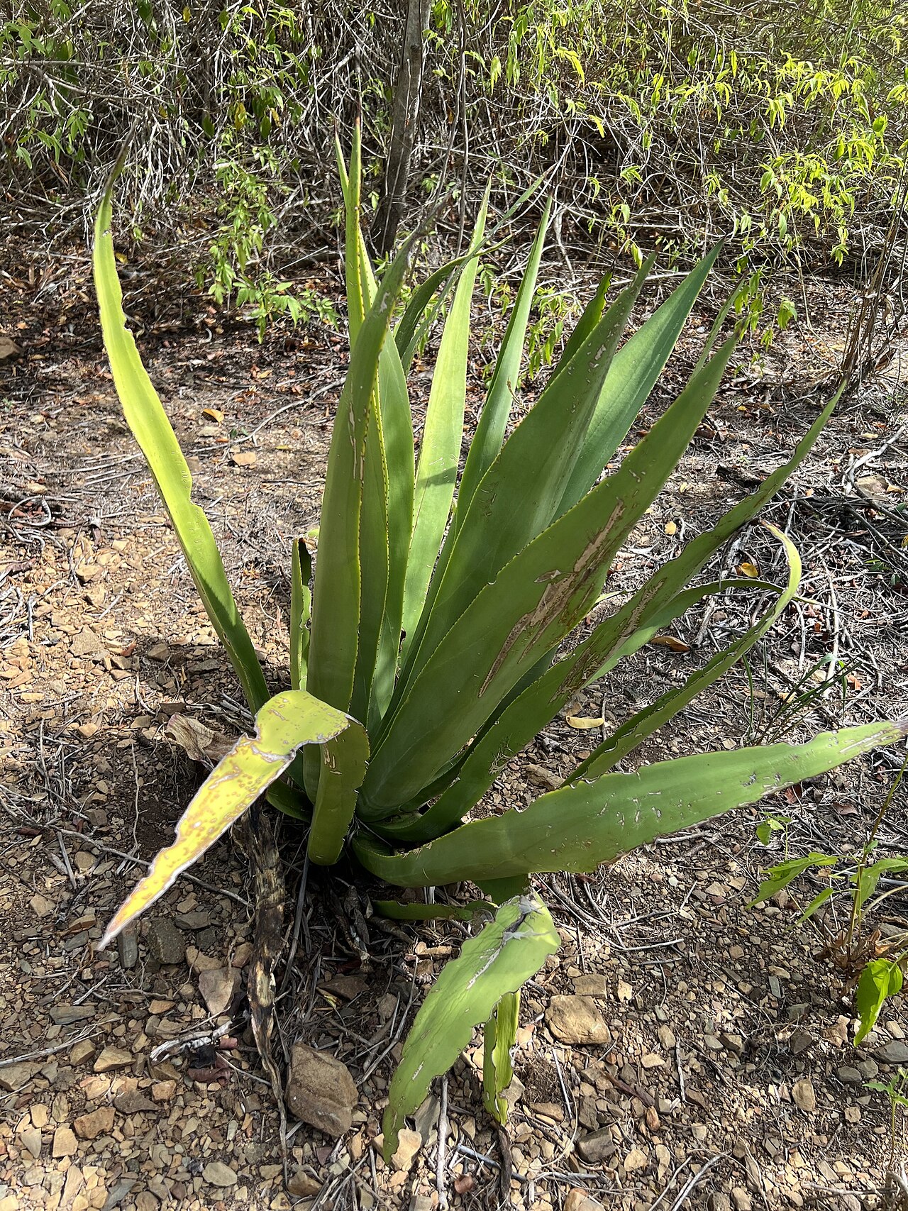 Agave eggersiana