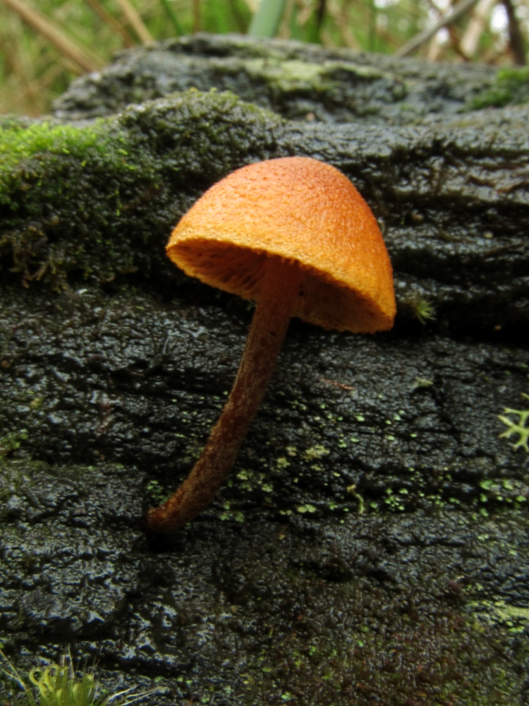 Gymnopilus ferruginosus