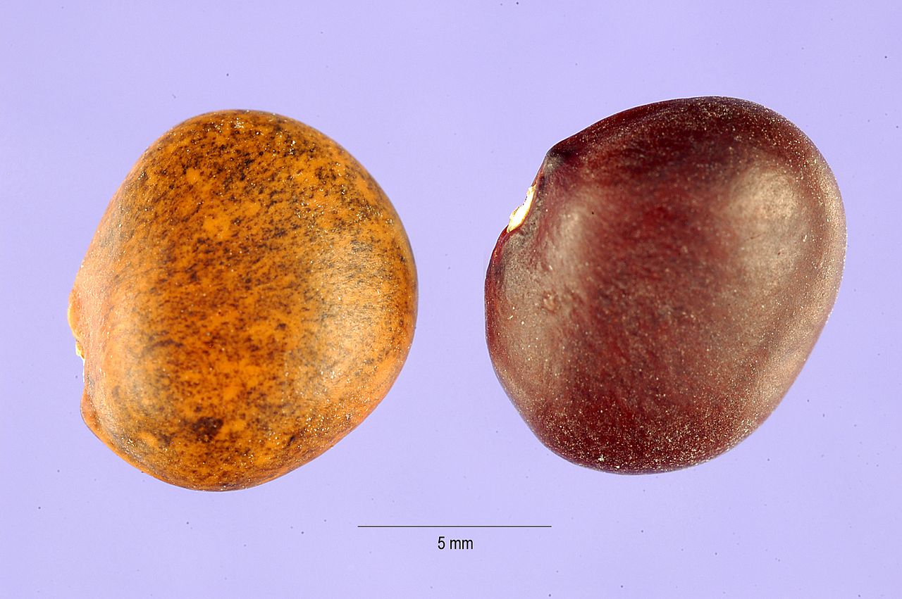 Phaseolus maculatus