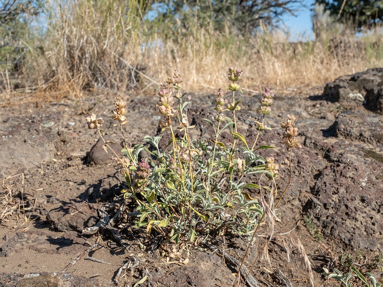 Salvia dorrii