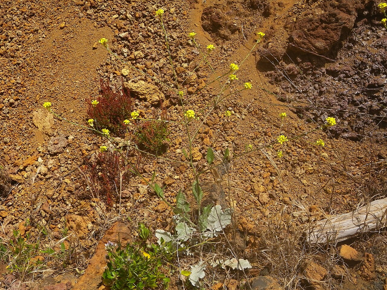 Hirschfeldia incana