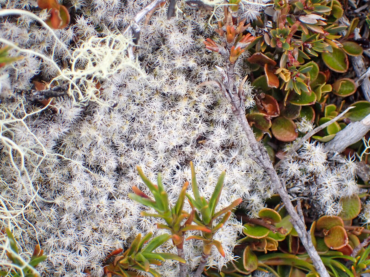 Racomitrium pruinosum