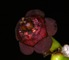 Tana River euphorbia