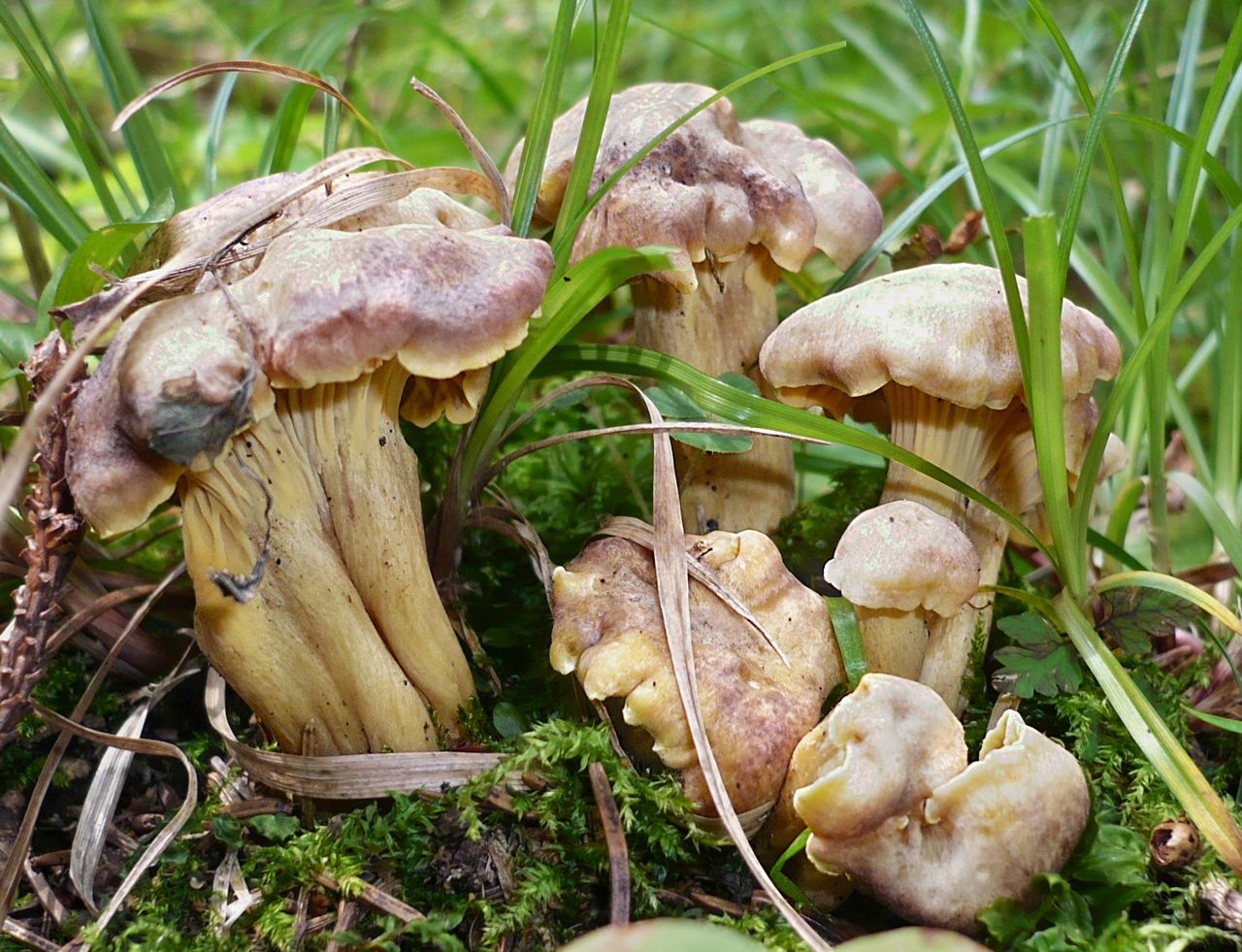 Cantharellus