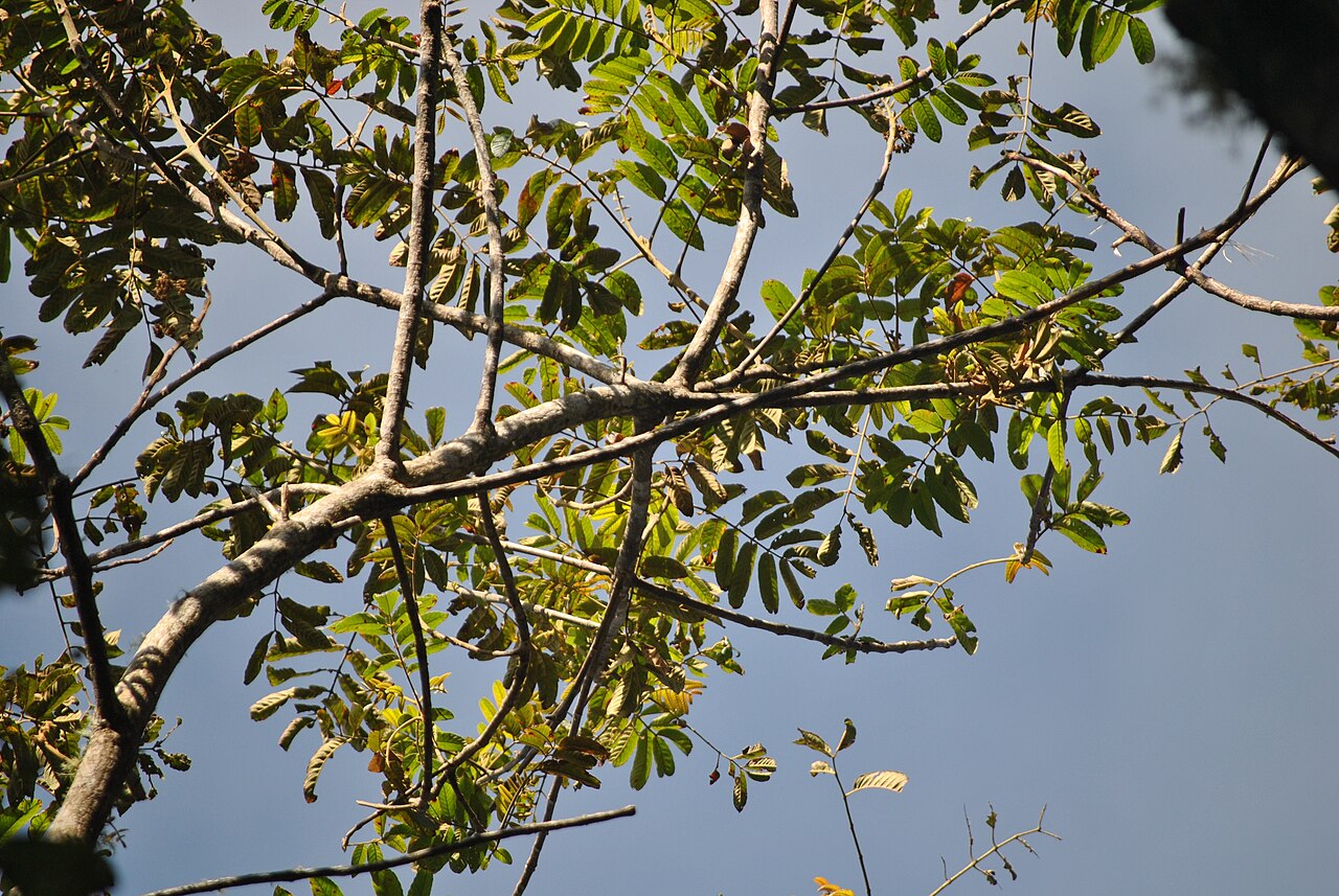 West Indian sumac