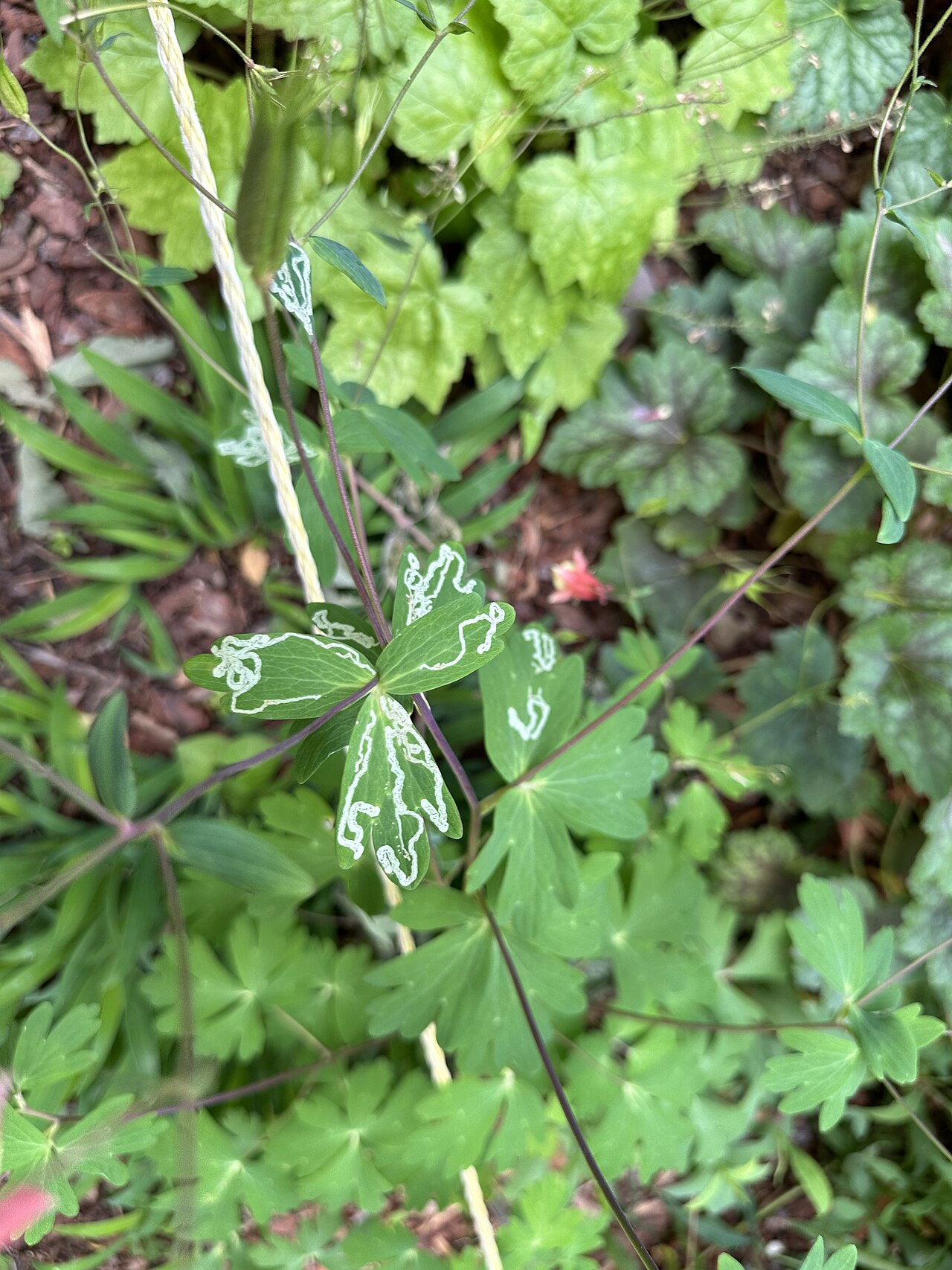 Aquilegia canadensis