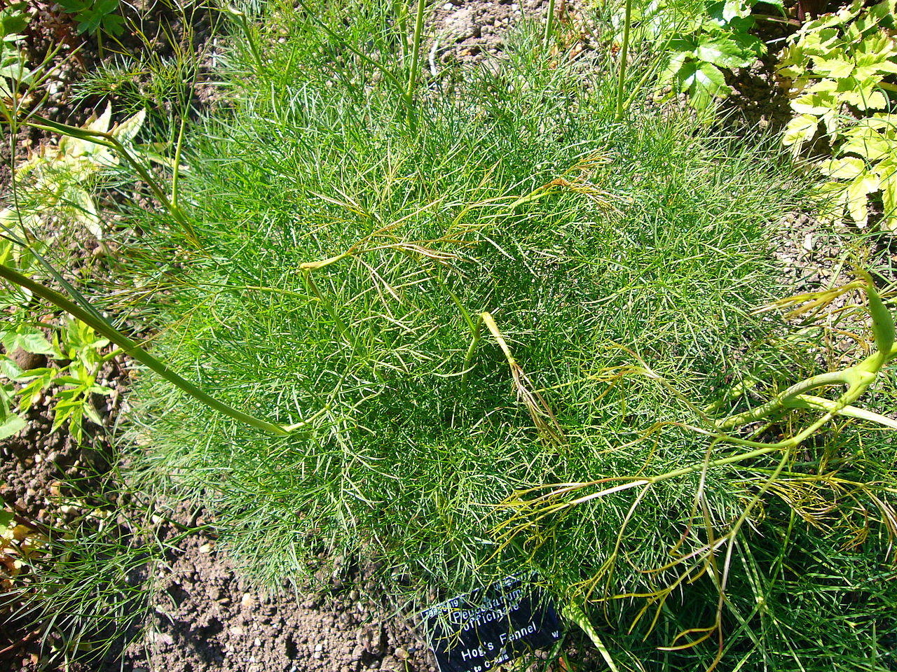 Peucedanum officinale