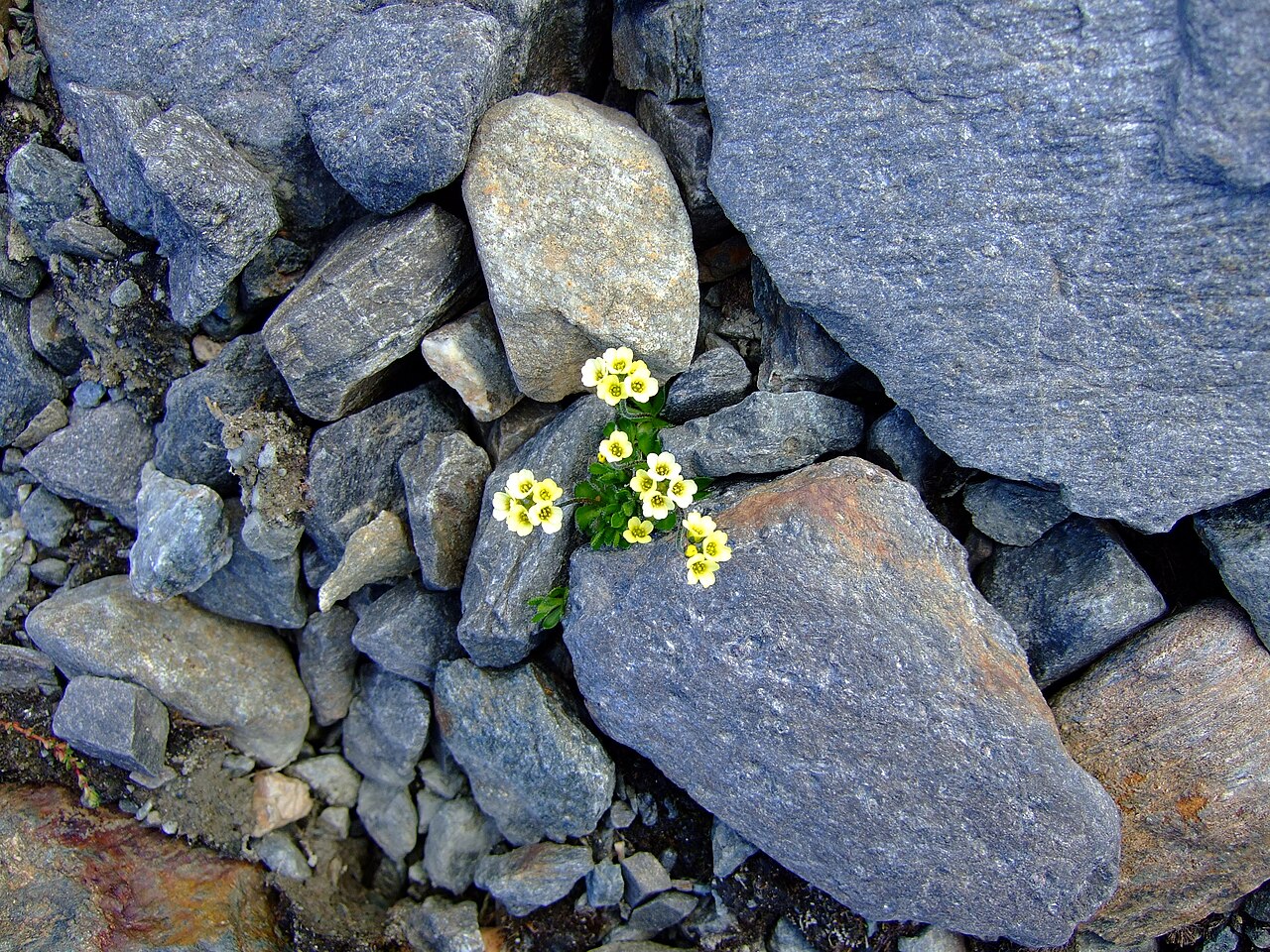 Draba alpina