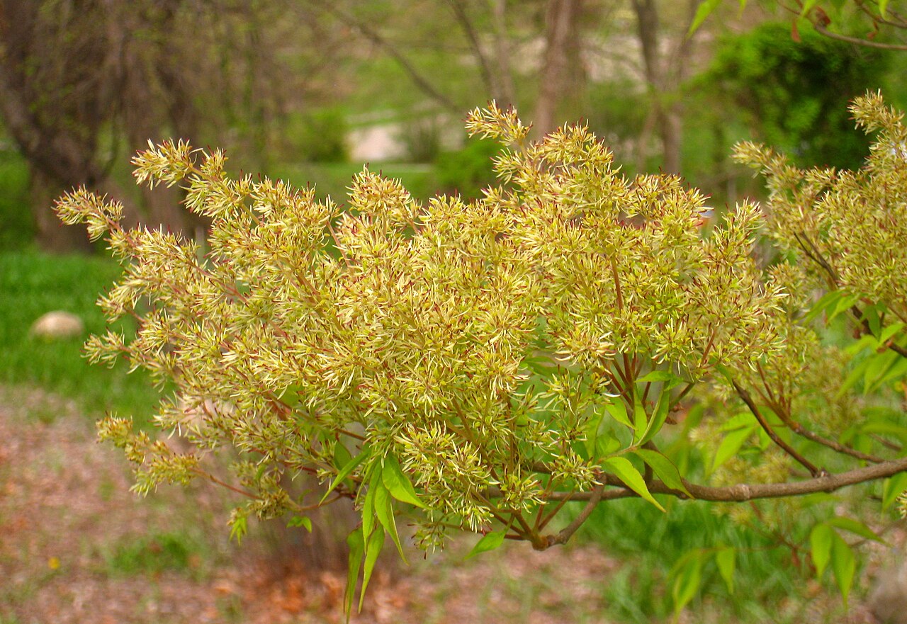 Fraxinus lanuginosa
