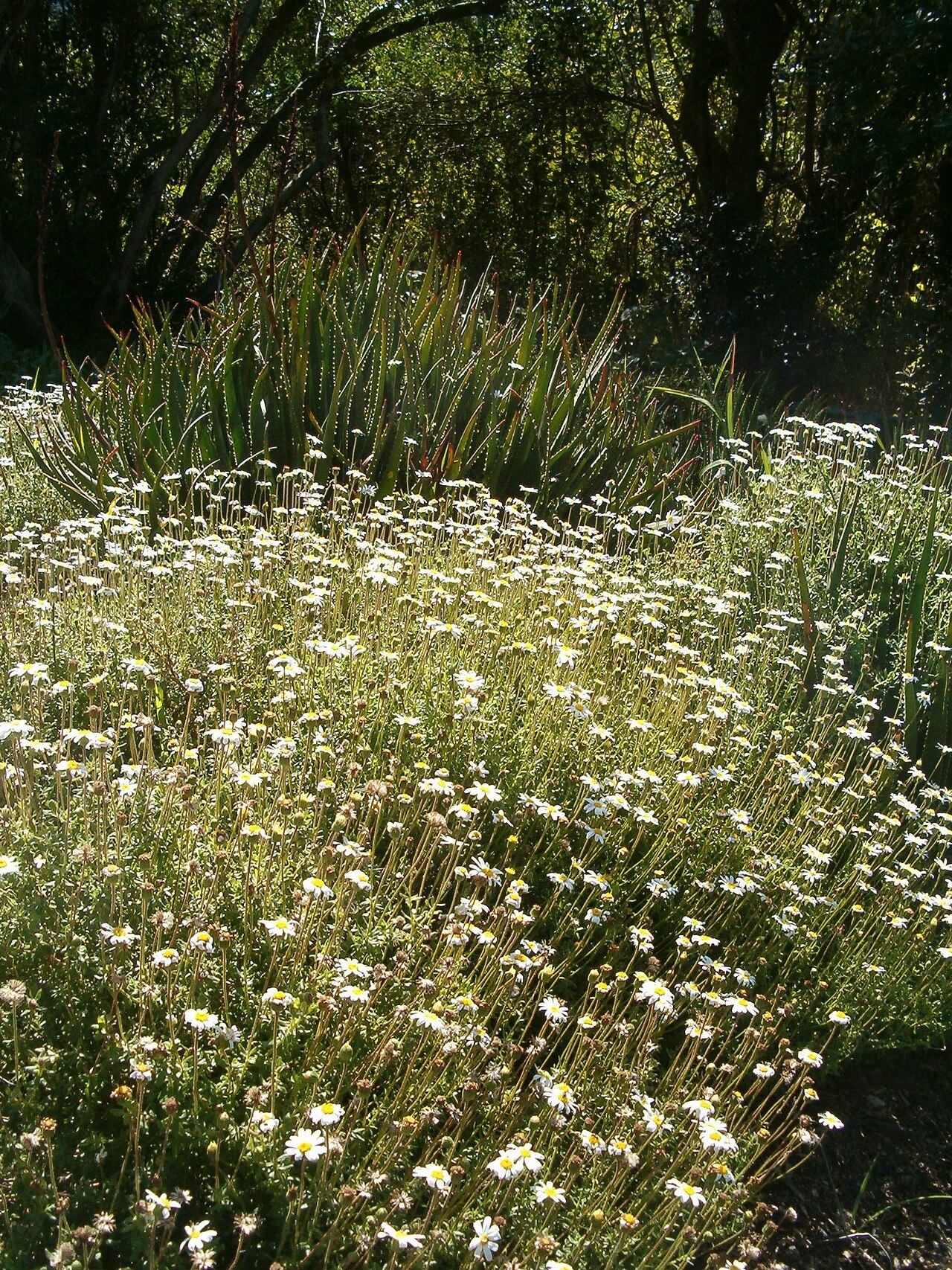 Felicia aethiopica