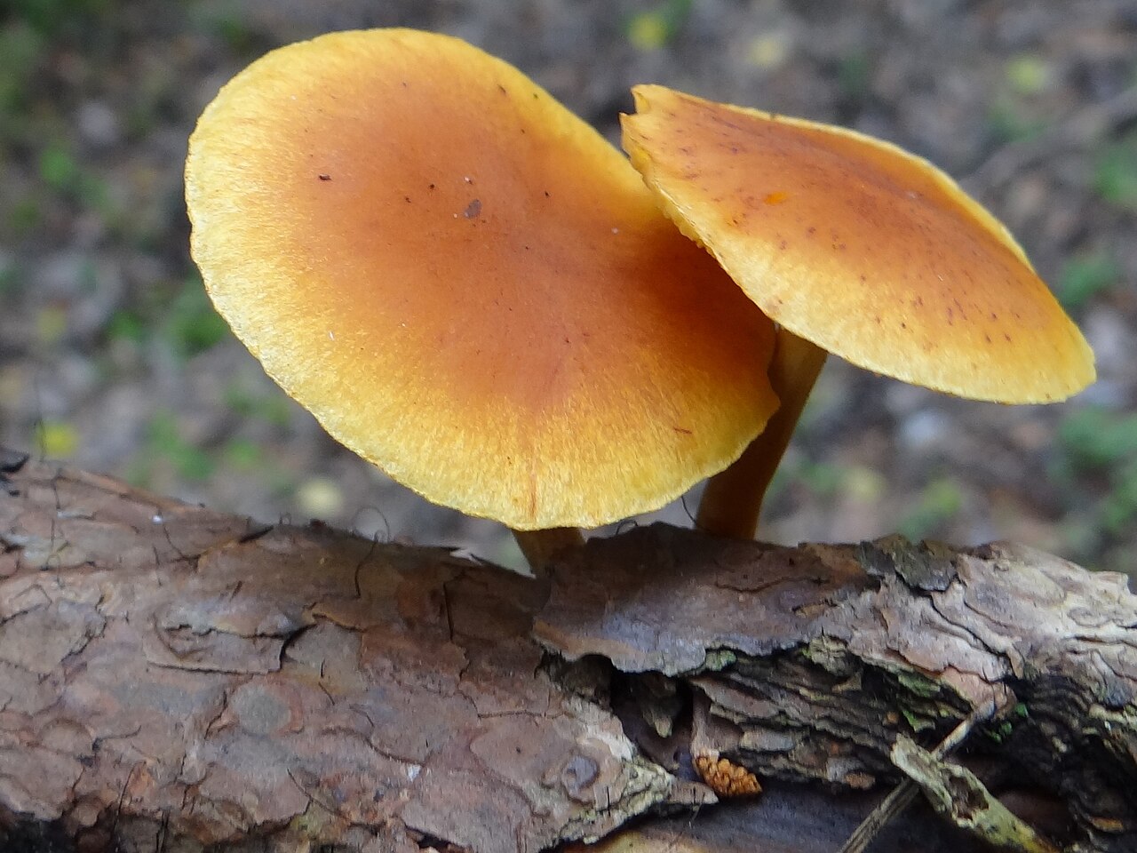 Gymnopilus liquiritiae