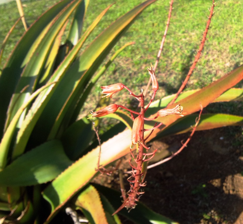 Aloe tormentorii