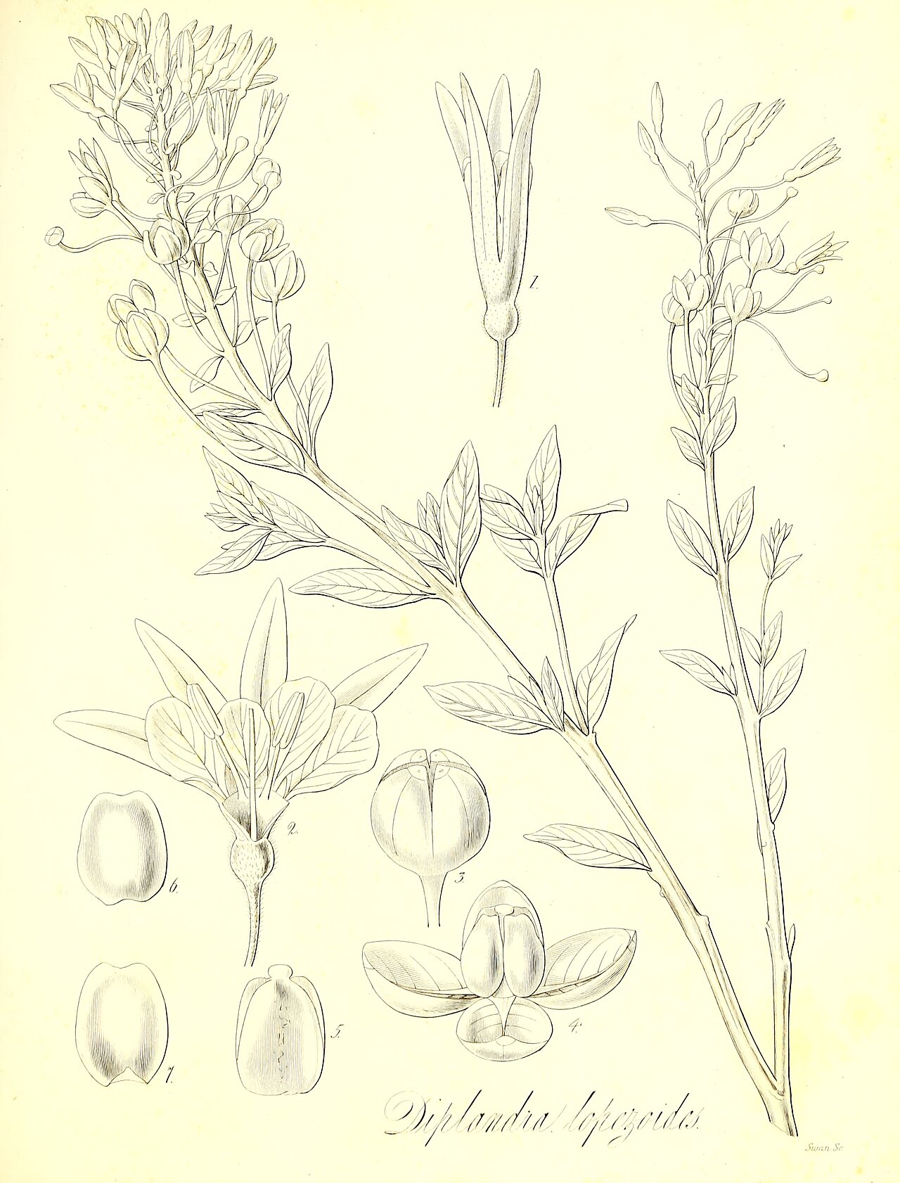 Lopezia lopezioides