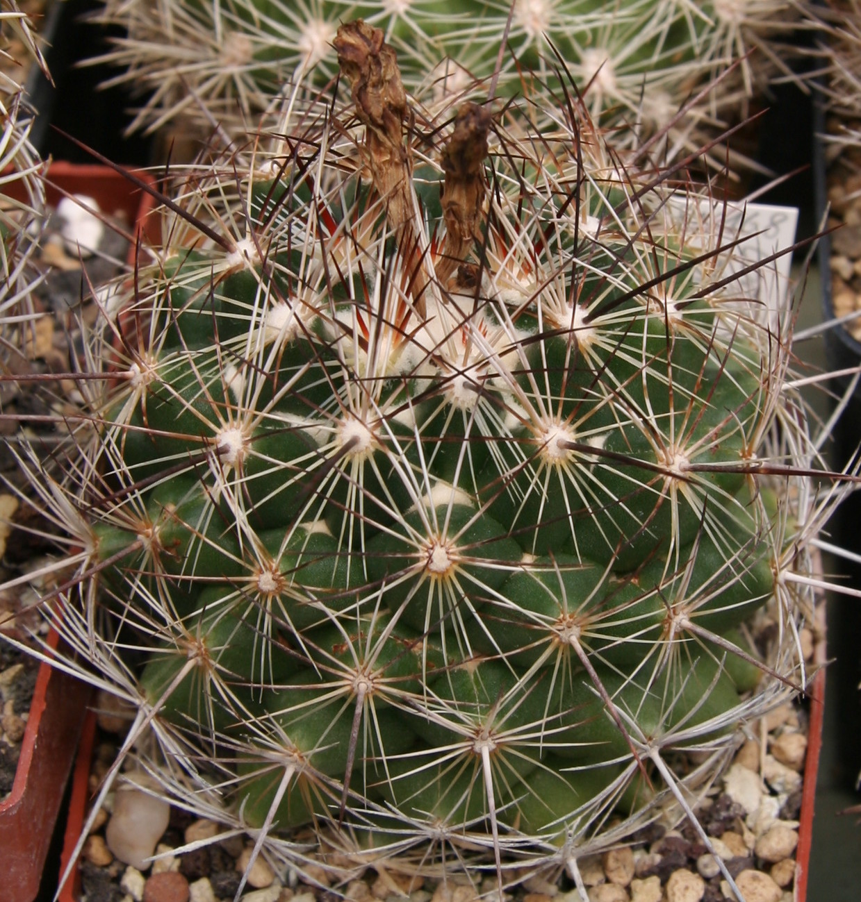 Coryphantha nickelsiae