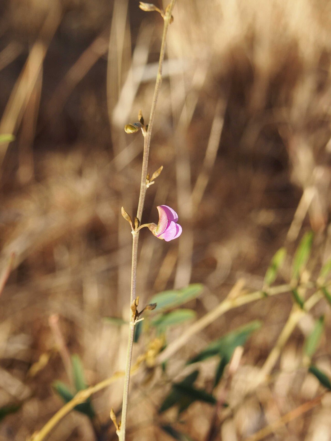 Tephrosia brachyodon