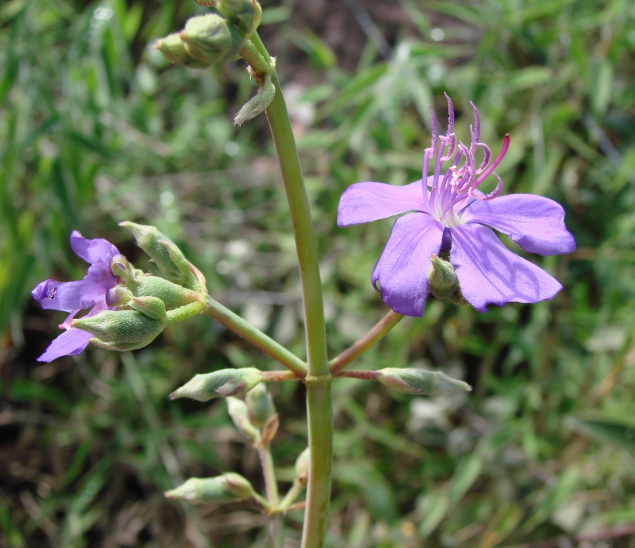 Pleroma aegopogon