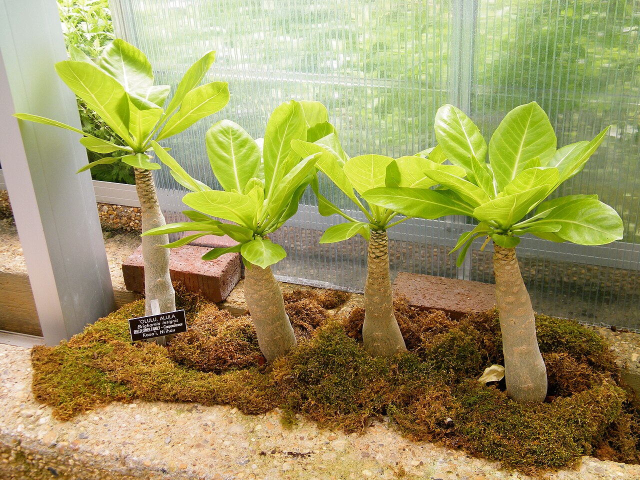 ʻŌlulu or Alula in Hawaiian