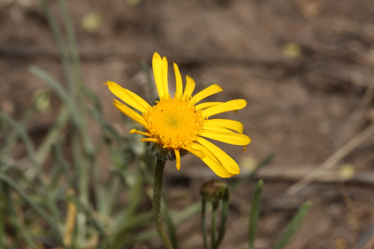 Erigeron linearis