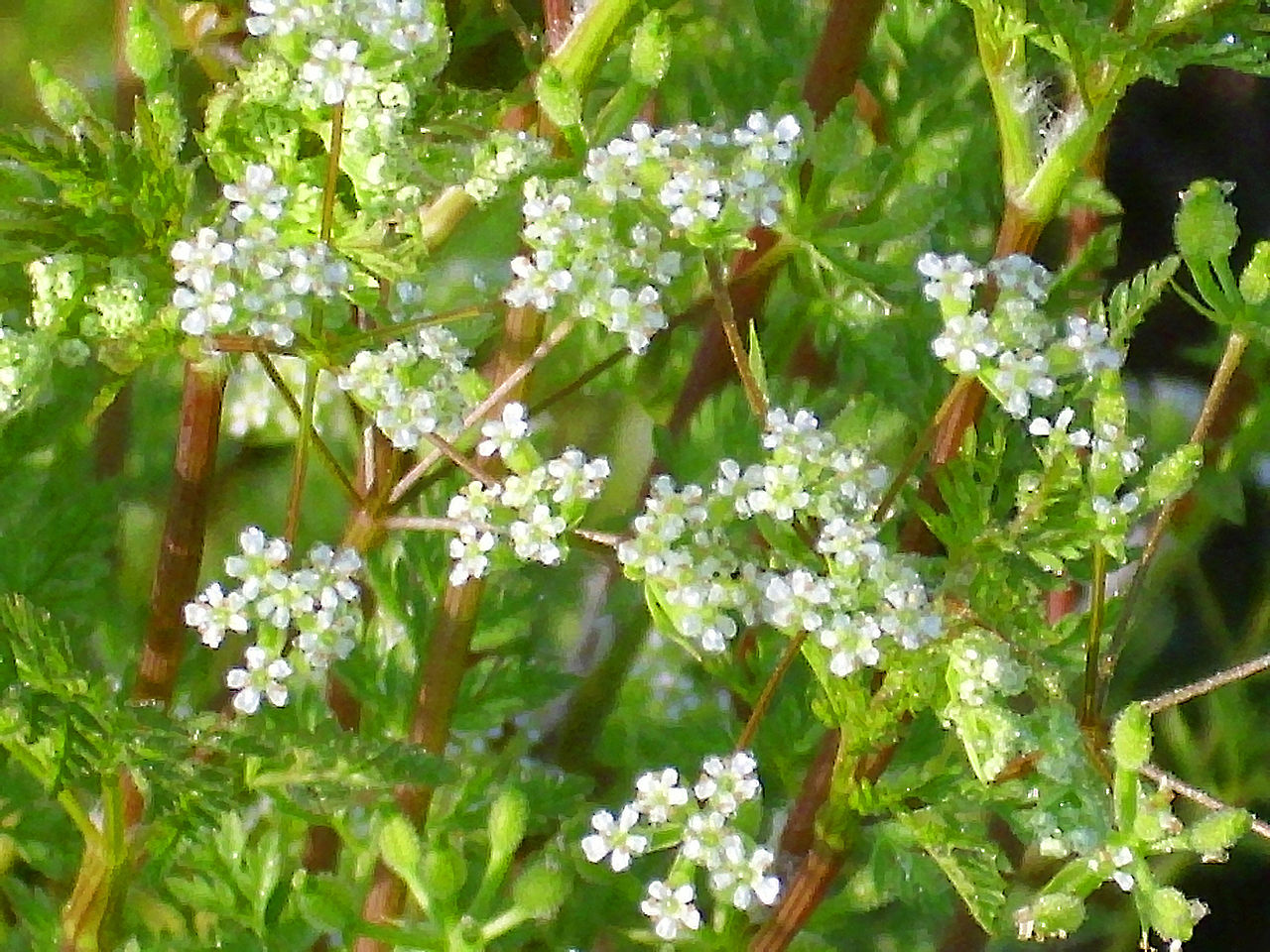 Helosciadium crassipes