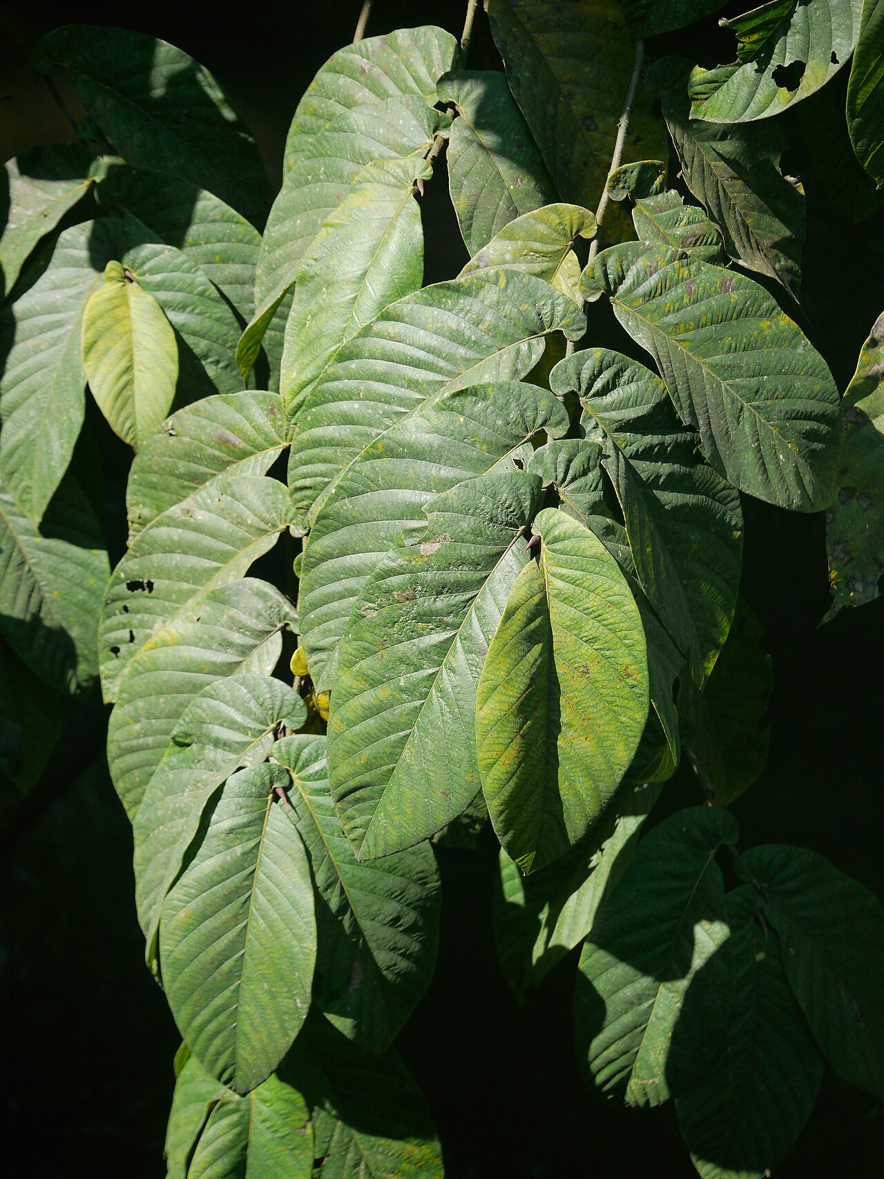 Ficus semicordata