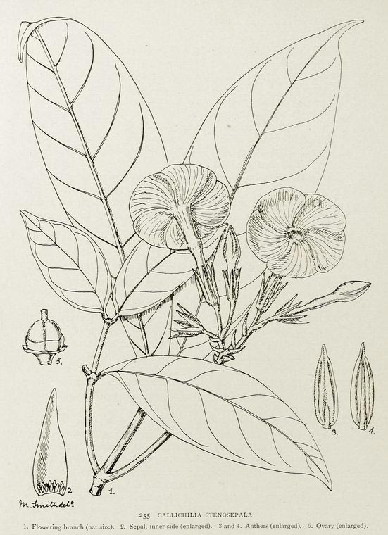 Callichilia stenosepala
