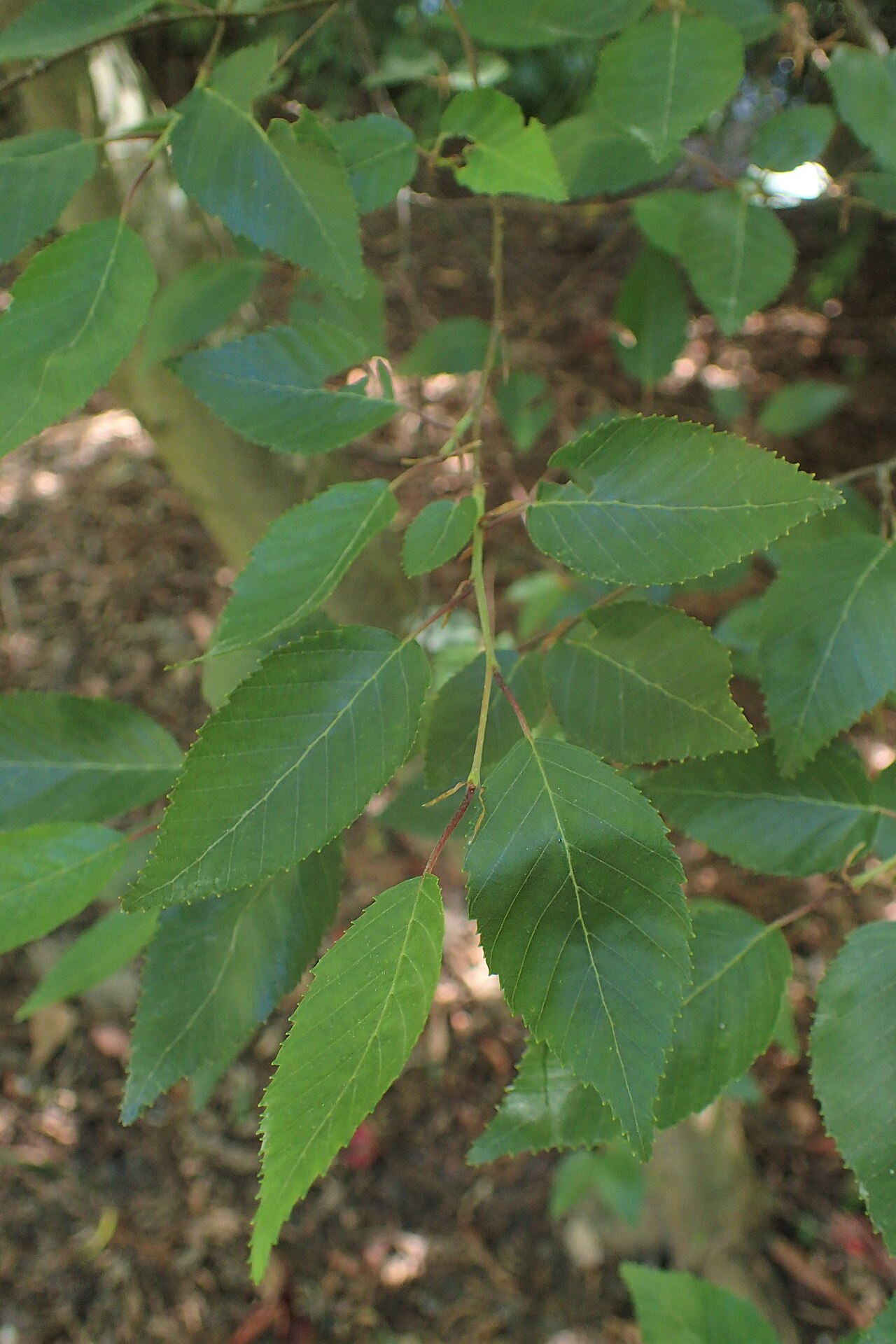 Carpinus kawakamii