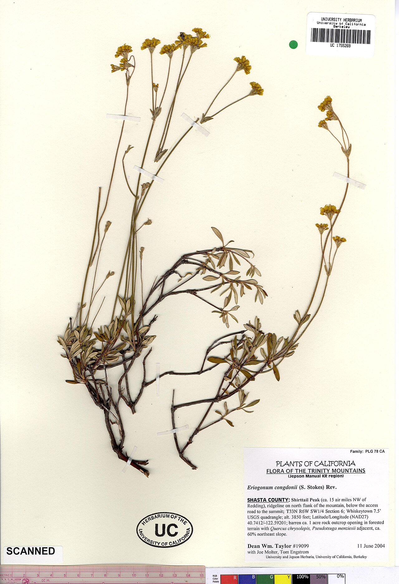 Eriogonum congdonii