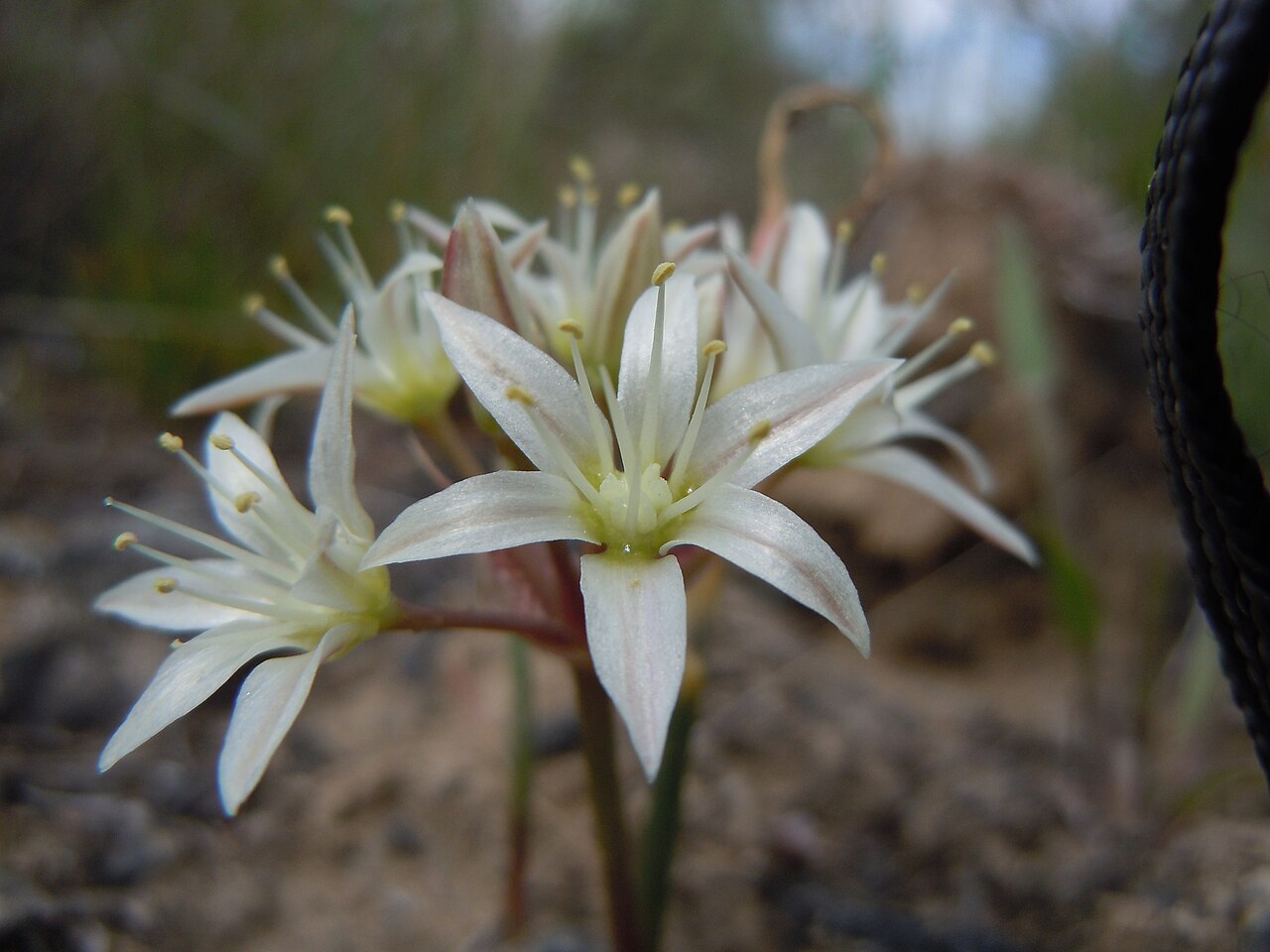 Allium nevadense